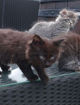 Wunderschöne reinrassige Sibirische Waldkatzen Kitten - Glashütten (Hessen)