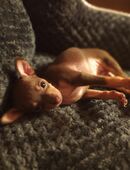 Prager Rattler Welpe in 74731