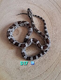 Kornnattern Anery het striped ph Amel Caramel - Gelsenkirchen