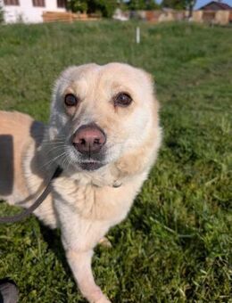 Xanthos sucht seine Menschen - Wallerfangen