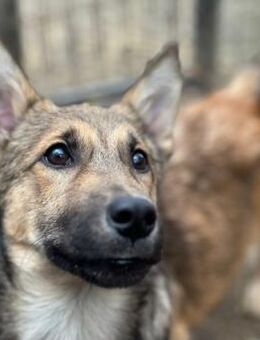 witziger, charmanter und lieber Usher - Kallmünz
