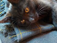 Katzen Kitten - Neustadt (Rübenberge)