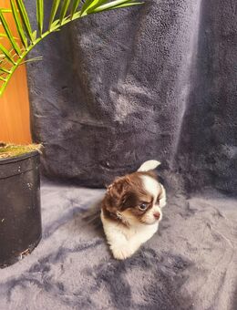 Langhaarige Chihuahuas Welpen - Nürnberg