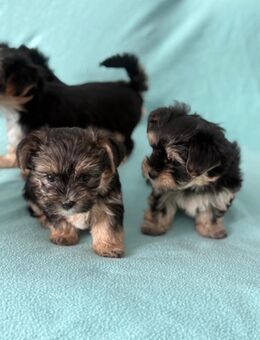 Zu reservieren Morkie Welpen. - Berlin