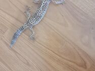 1 Leopardgecko Weibchen abzugeben - Berlin