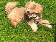 Maltipoo mit toller Blutlinie - München