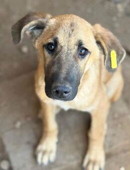EIKE~wer bringt diese Augen zum leuchten - Duisburg