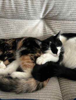 Katze Junge Liebe Katzen Geschwister viel Zubehör - Nauort