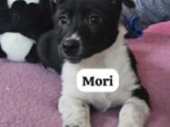 Mori+Beppo auf einem Parkplatz vergessen - Berlin