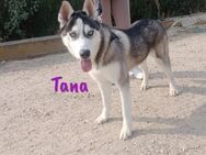 Tana sucht sportliche Begleitung11/24ESP - Ruppertsecken