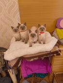 Süße BKH Katzen Babys in 38381