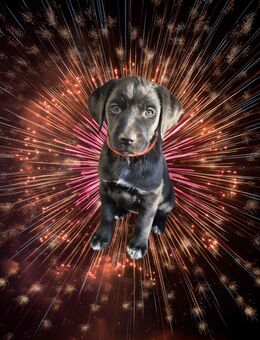 Aussiedor Welpen - Gerstungen