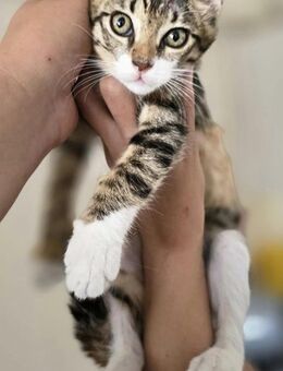 Marimar 🐾 hat schon viel hinter sich - Kirchheim (München)