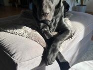 Hundebetreuung für Sommerferien gesucht - Idstein