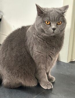 Bkh Katze Britisch Kurzhaar - Plettenberg