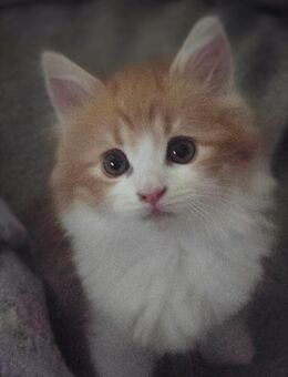 Main Coon Mädchen sucht ein Zuhause - Duisburg