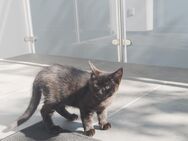 Maine Coon Mischling - Bielefeld