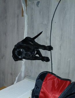 Labrador Welpe - Schwaan