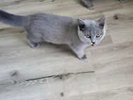 Mädchen BKH Blue - Elkenroth