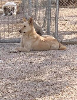 Boby mit dem Potenzial zum Famlienhund - Grasbrunn