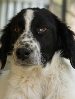 Oz geb. ca. 01/2023, Griechenland - Markdorf