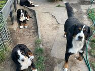 Ein Berner Sennenhund-Rüde und eine Hündin suchen liebevolle neue Zuhause - Berlin