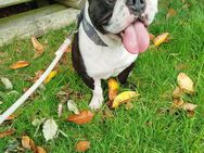 Familienhund Englische Bulldogge - Berumbur