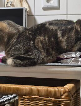 Hauskatze - Haldensleben