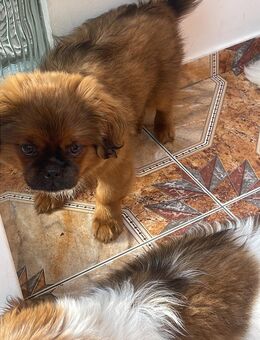 Shih Tzu Welpe, reinrassig Rocky 17 Wochen. Rot-braunes Haar - Leipzig