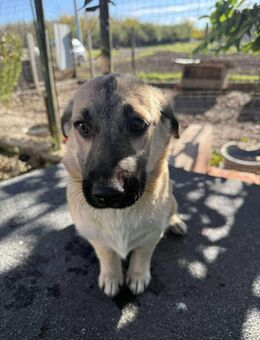 Die kleine 🐾❤️ ARIELLE sucht eine Famil - Eichendorf