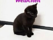 Babykatze - Ahorn (Baden-Württemberg)