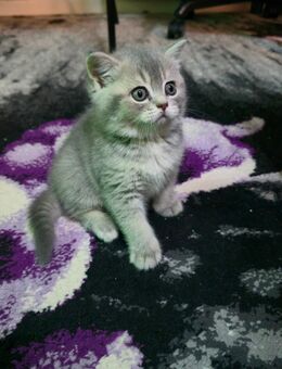 2 reinrassige BKH Kitten suchen neues Zuhause - Hamburg