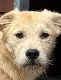 BARNY-zuckersüßer Jung-Rüde, 44 cm(w) - Rösrath