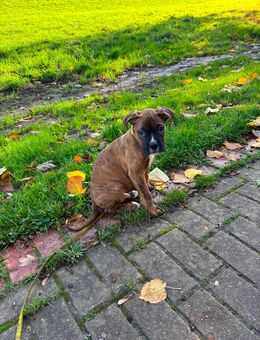 Reinrassige Boxer Welpen - Hagen (Stadt der FernUniversität)