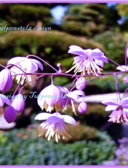 ♥ Chinesische Wiesenraute Thalictrum delavayi Samen Winterharte Staude Tulpenstolz Garten Rarität - Hamburg