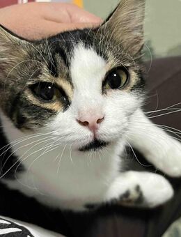 Pebbles - Klein, aber oho - Kirchheim (München)