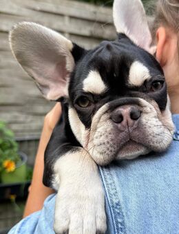 Französische Bulldoggen Welpen - Lüdinghausen