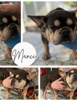 MANCI PP süsse Lady sucht ihr Glück - Neustadt (Rübenberge)