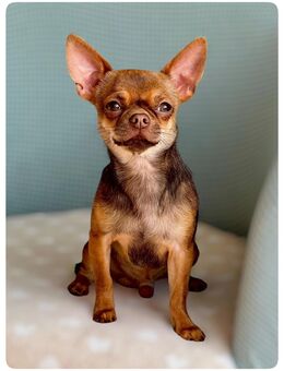 Wunderschöner Chihuahua Rüde in Traumfarbe - Türkheim