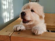 Welpen !! Weisser Schäferhund / langhaar! - Garbsen