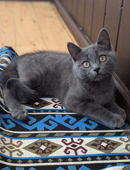 Ein Baby Kater sucht ein neues Zuhause - Eberswalde