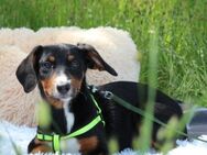 Saddy sucht ein neues zu Hause.... - Hagen (Stadt der FernUniversität)