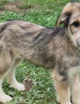 Achtung Herzenbrecherin Ronja sucht dich - München