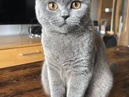 Britisch Kurzhaar Kater / 8 Monate alt / Geimpft + Kastriert - Weißenburg (Bayern)
