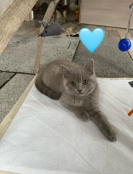 Britische kurzhaar baby Katzen zum verkaufen - Siegen (Universitätsstadt)