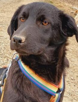 💜 Zarte Briar sucht Geborgenheit 💜 - Eislingen (Fils)