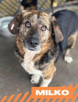 Milko - süß, unglaublich verschmust - Berlin