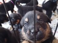 Schäferhund - Altmärkische Höhe
