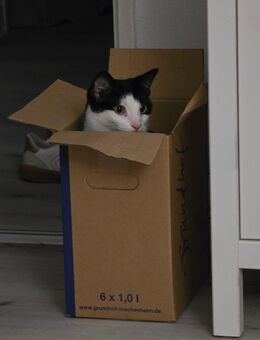 Ganz dringend 2 liebe kuschelige Katzen abzugeben - Frankfurt (Main)