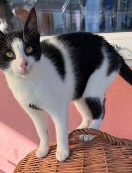 💫Neugieriger Jungkater Biku💫 - Eislingen (Fils)